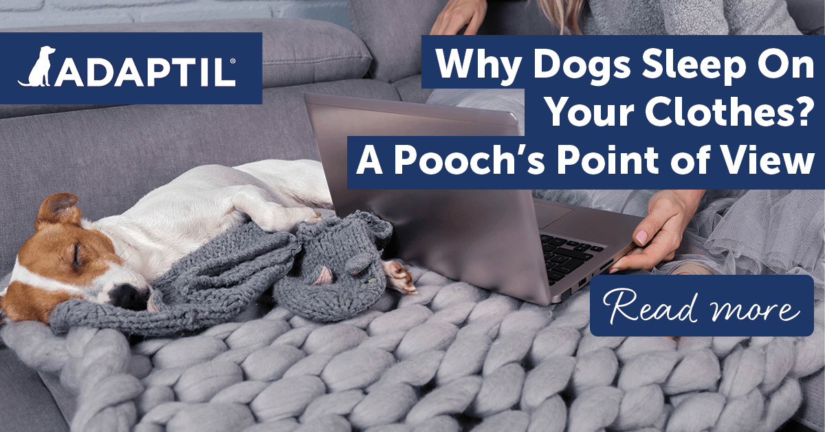 A Dog's Point of View: Why Do Dogs Sleep On Your Clothes?